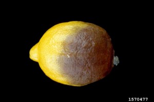 phytophthora-palmivora-durian-i14.jpg