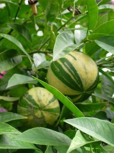 Citrus-aurantium-Fasciata_NTEzOTg0Mlo.JPG