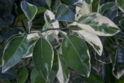 variegated-minneola-tangelo-leaves_medium.jpg