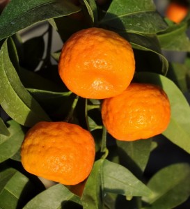 Mandarino-Cleopatra-Citrus-reshni-.jpg