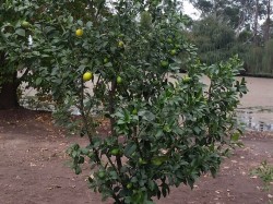 citrus-hybrid_native-citrus_sunrise-lime.jpg