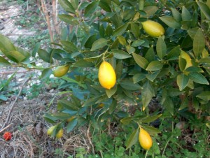 AGRUMES-limequat-tavares-1227292552A.jpg