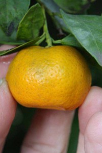 Citrus_tachibana_IMG_2567.jpg