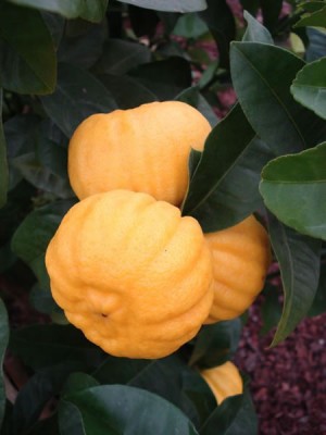 CitrusLimonMellarosa.jpg