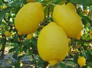 limoninterdonato_2_58512.jpg