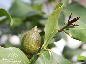 Citrus_limon_Femminello_Zitrone_Austrieb_01.jpg