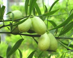 M.inodora-Eremocitrus glauca-2.JPG