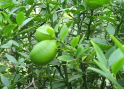 Microcitrus australasica -F. margarita-4.JPG