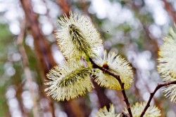 willow_blooms_1765428_960_720.jpg