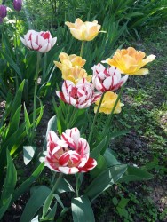 tulp2.jpg