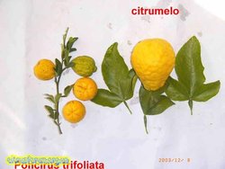 poncirus_citrumelo_e.jpg