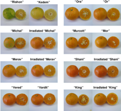 Photographs-of-eight-different-natural-seeded-mandarin-varieties-compared-with-their.png