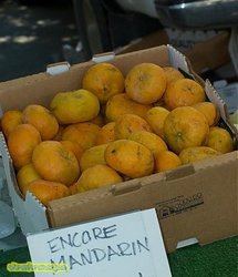 mandarine encore.jpg