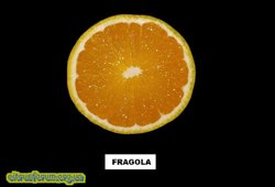 Fragola orange 4.jpg