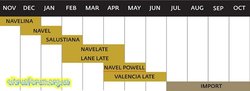 fruteate-orange-production-schedule.jpg