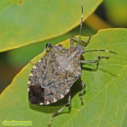 800px-Pentatomidae_-_Halyomorpha_halys-001.JPG