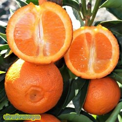 page-mandarin-600x600.jpg