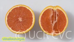 VariegatedCaraCaranavelorangeCRC4207003.jpg