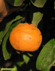 Owari_Satsuma_IMG_9000.jpg