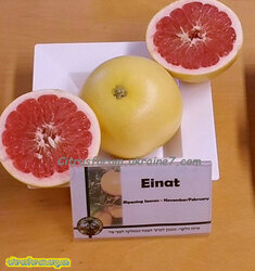 Einat - Elinat.jpg