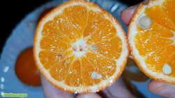 fremont citrus.jpg