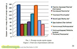 Розмір плодів хурми.jpg