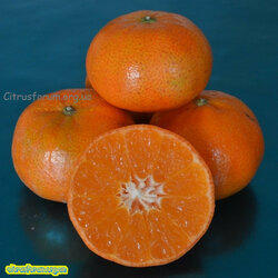 Mandarin-Tangold-PE-DSC_0219-cr-sq-25.jpg