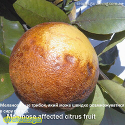 melanose affected citrus fruit Australia.jpg