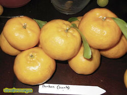 Citrus-reticulata-PONKAN-Cold-Hardy-Citrus-Tree-SEEDS.jpg