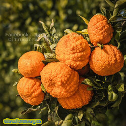 tree-branch-with-gold-nugget-mandarins-elvira-peretsman.jpg