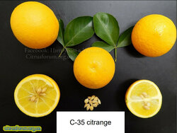 Citrange C35.jpg