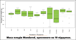 Маса плодів Mandared, щепленого на 10 підщепах..png