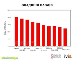 Опадіння плодів.jpg