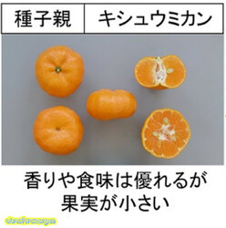 Kishu Mikan.jpg