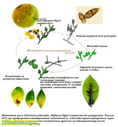 Життєвий цикл Альтерноріозу.jpg