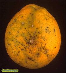 Alternaria_citri12.jpg