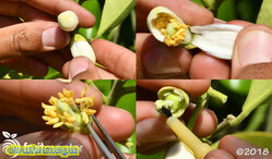 pollinating-citrus-flower.jpg