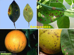 Anthracnose Антракноз.jpg