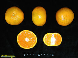 Serafines satsuma m.jpg