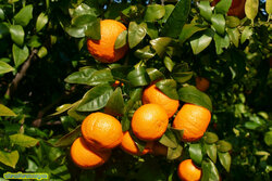 Mandarina-Orri.jpg