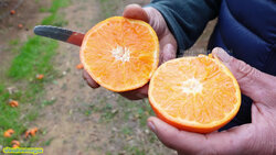 Leanri mandarine.jpg