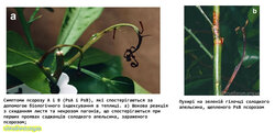 Симптоми псорозу A і B (PsA і PsB).jpg