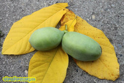 Asimina_triloba_Frucht1-scaled.jpg