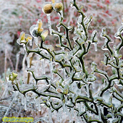 Poncirus-trifoliata-Flying-Dragon-Citronnier-epineux-copyright-17789-1.jpg