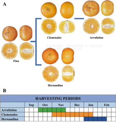 Citrus-clementina-cultivars-used-in-this-study-Hernandina-and-Clemenules-are-sport.png