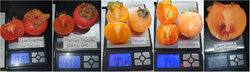 Хурма 1 Persimmon Ukrainians varieties.jpg