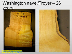Washington+navel_Troyer+–+26+years.jpg
