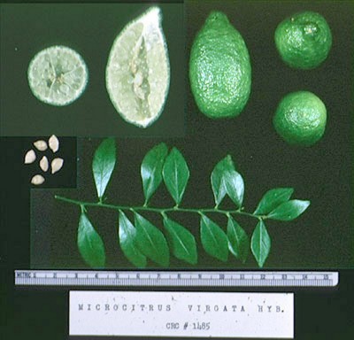 Microcitrus-virgata3.jpg