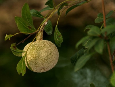 Limonia_acidissima_syn_Limonia_elephantum_or_Fernonia_limonia_(wood-apple)_in_Talakona_forest,_AP_W_IMG_8333.jpg