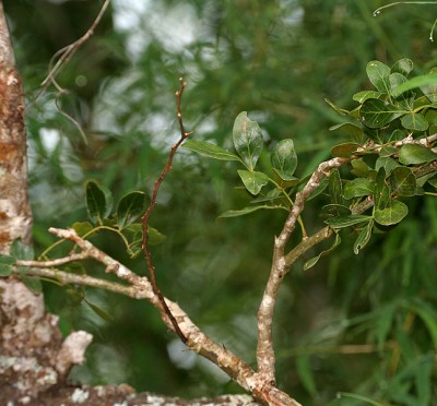 Limonia_acidissima_syn_Limonia_elephantum_or_Fernonia_limonia_(wood-apple)_in_Talakona_forest,_AP_W_IMG_8336.jpg